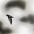 images/Galleri_Birds/Erik_Malm_Birds_ICM_Photography_10.jpg